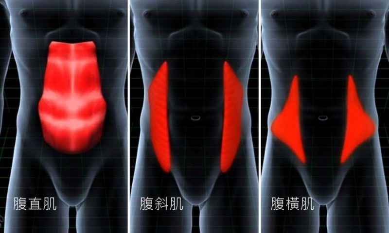腹肌的3個部份